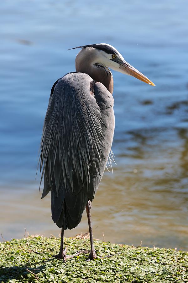 Great Blue Heron by Pond Photograph by Carol Groenen