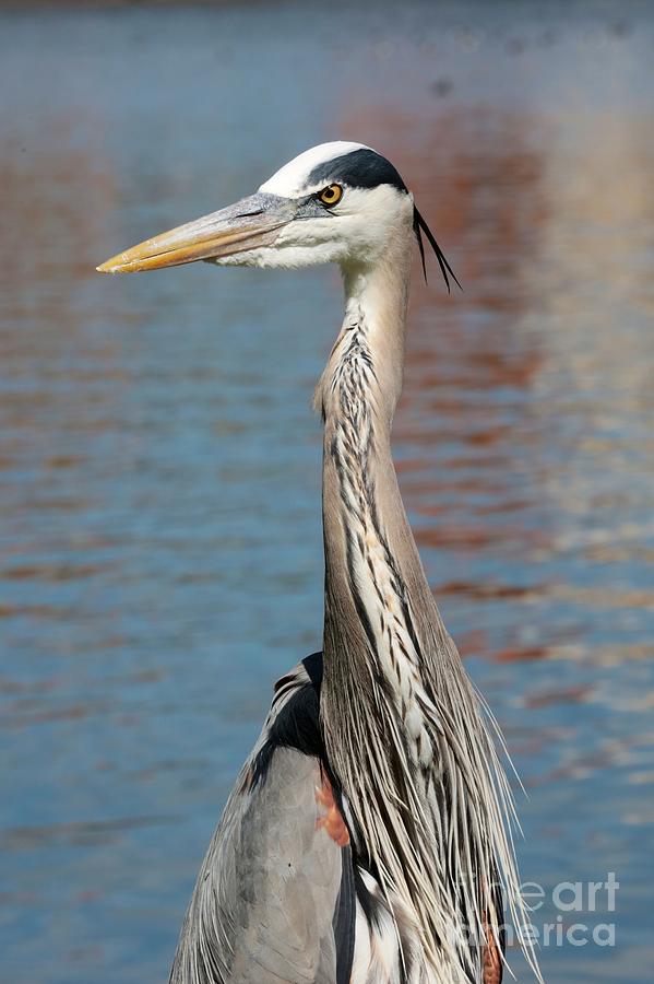 Great Blue Heron by the Water Photograph by Carol Groenen