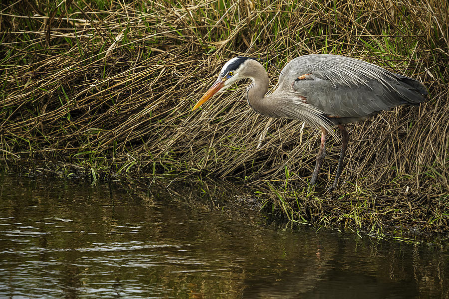 Great Blue Heron By the Waters Edge Photograph by Belinda Greb