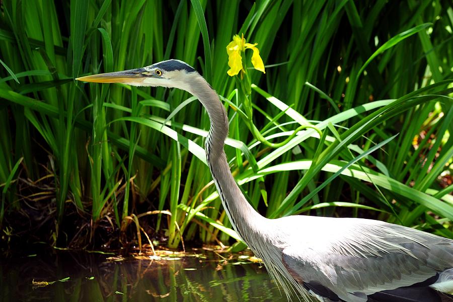 Great Blue Heron by Yellow Flower Photograph by Marilyn Burton