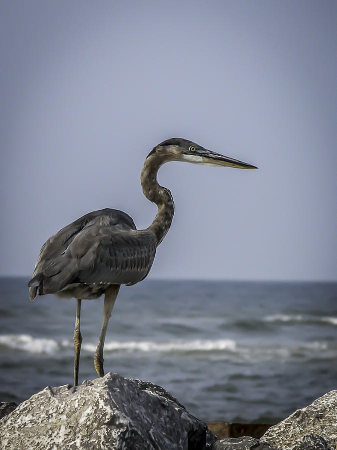 Great Blue Heron Photograph by CarolLMiller Photography