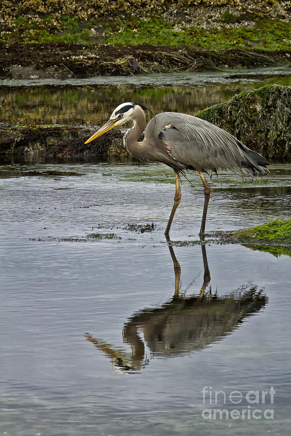 Great Blue Heron Photograph by Carrie Cranwill