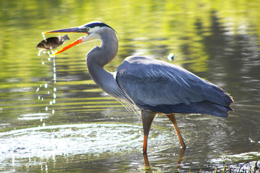 Great Blue Heron Catching Fish Photograph by Diana Haronis