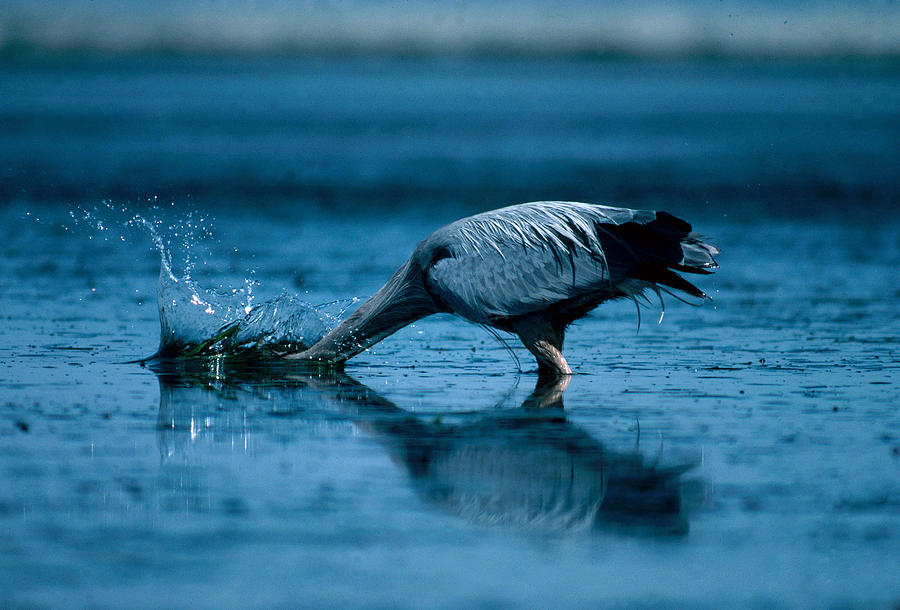 Great Blue Heron Catching Fish Photograph by Richard Hansen