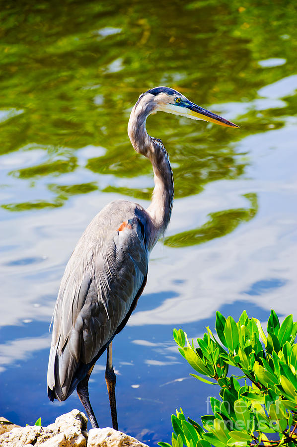 Great Blue Heron Photograph by Charles Dobbs