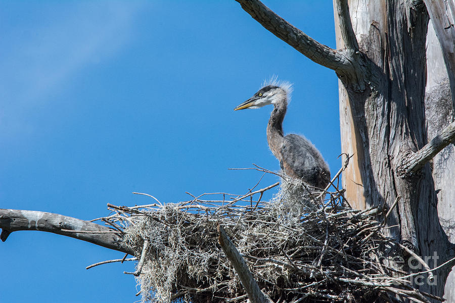 Great Blue Heron Chick Photograph by John Greco