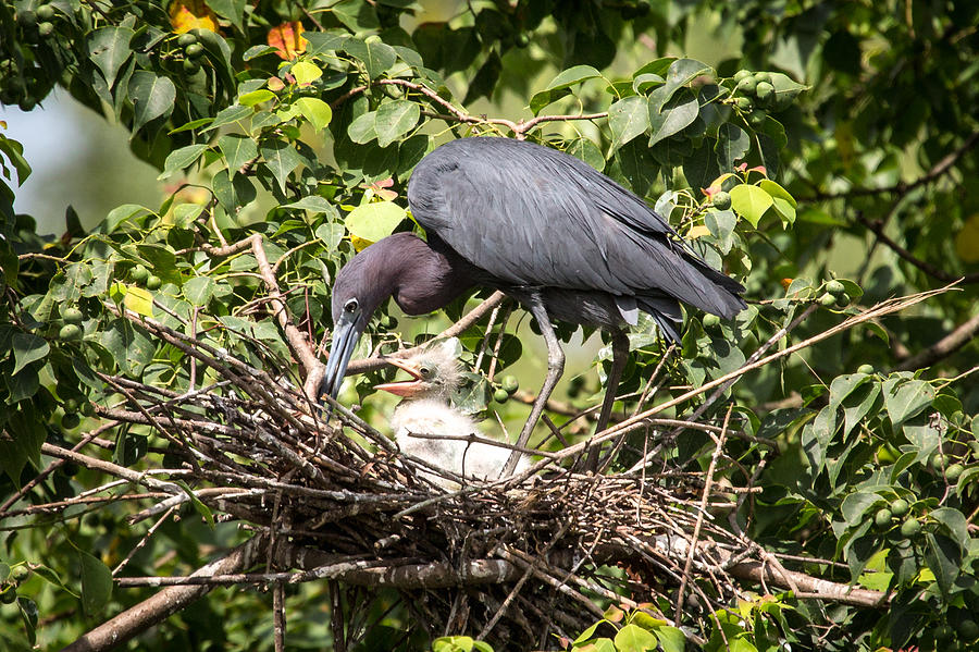 Great Blue Heron Chicks in Nest Photograph by Gregory Daley  MPSA