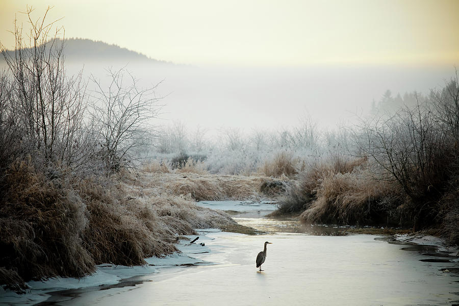 Great Blue Heron Photograph by Christopher Kimmel Great Blue Heron Photograph by Christopher Kimmel
