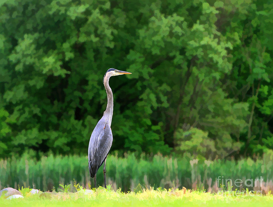 Great Blue Heron Photograph by Clare VanderVeen