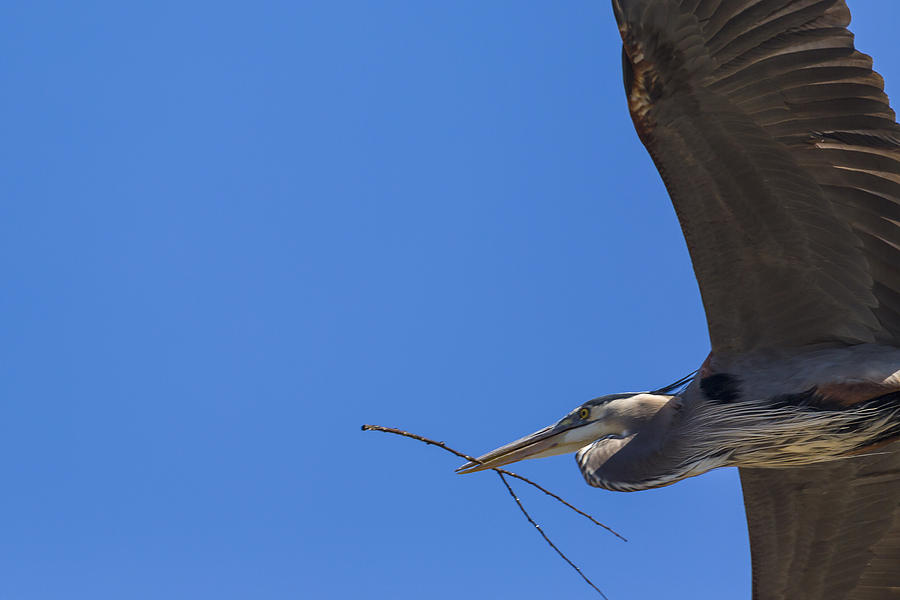 Great Blue Heron Close up Photograph by Jack R Perry