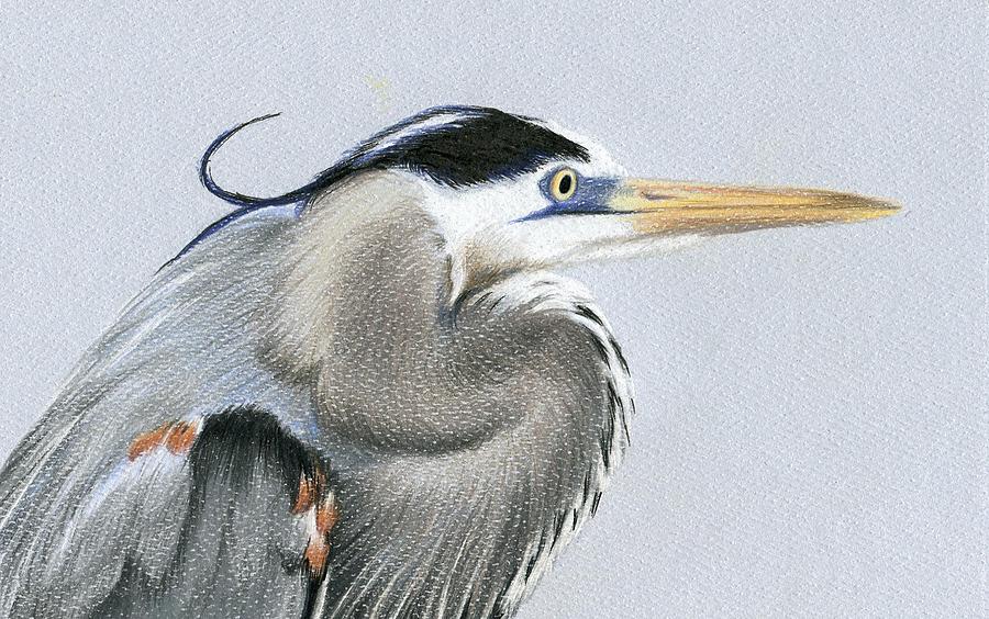 Great Blue Heron Closeup Drawing by Heather Mitchell