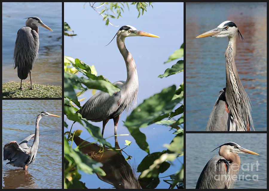 Great Blue Heron Collage Photograph by Carol Groenen
