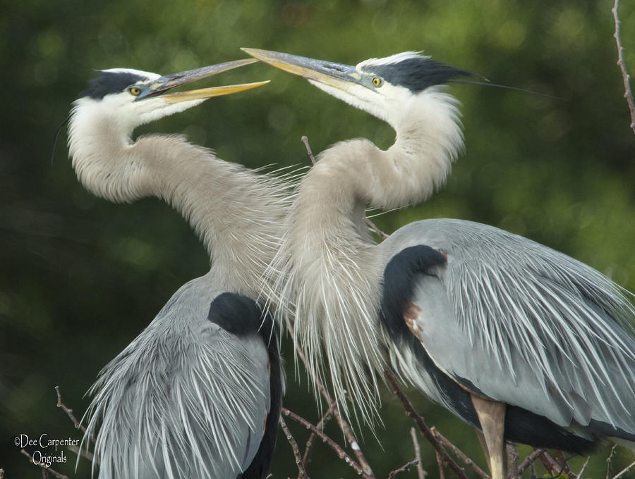 Great Blue Heron Couple Photograph by Dee Carpenter - Fine Art America