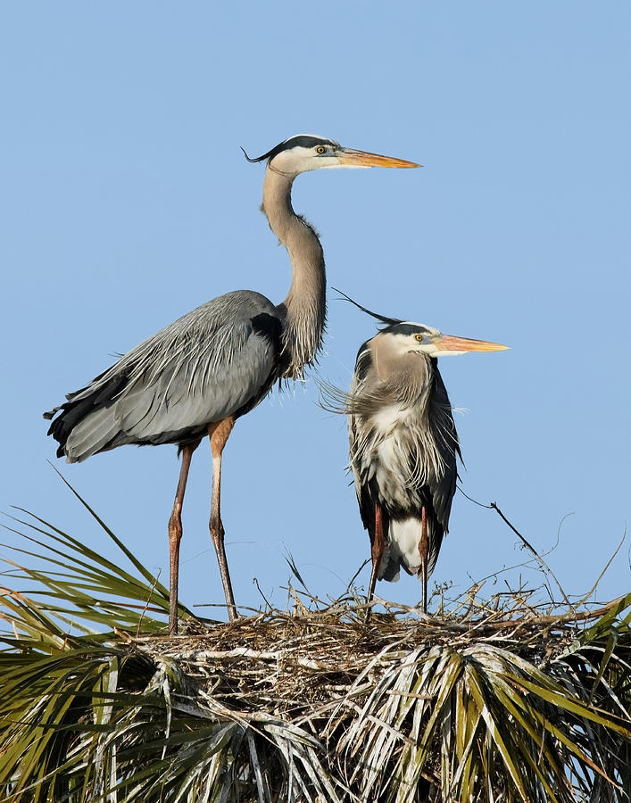 Great Blue Heron Couple II Photograph by Dawn Currie