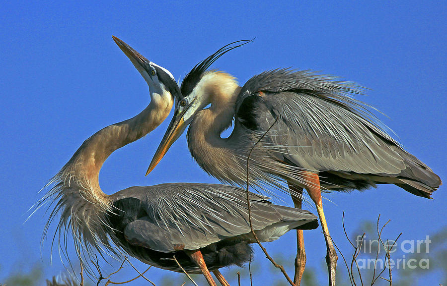 Great Blue Heron courting pair Photograph by Larry Nieland