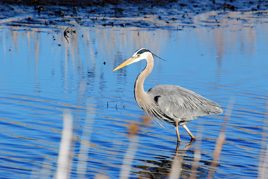 Great Blue Heron Photograph by Crystal Wightman
