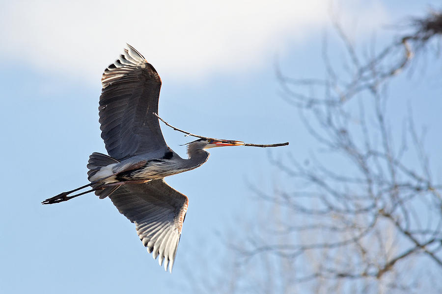 Great Blue Heron Photograph by Dale Kincaid