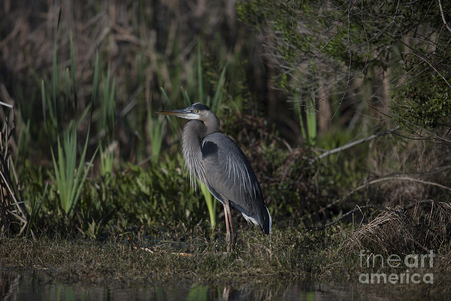 Great Blue Heron Photograph by Dale Powell