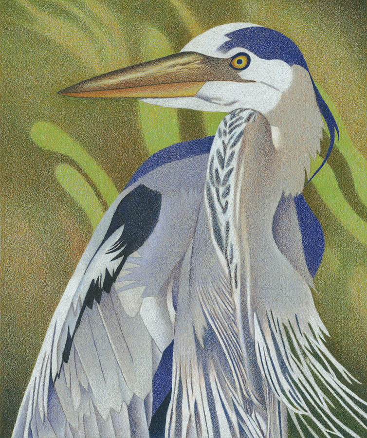 Great Blue Heron Drawing by Dan Miller