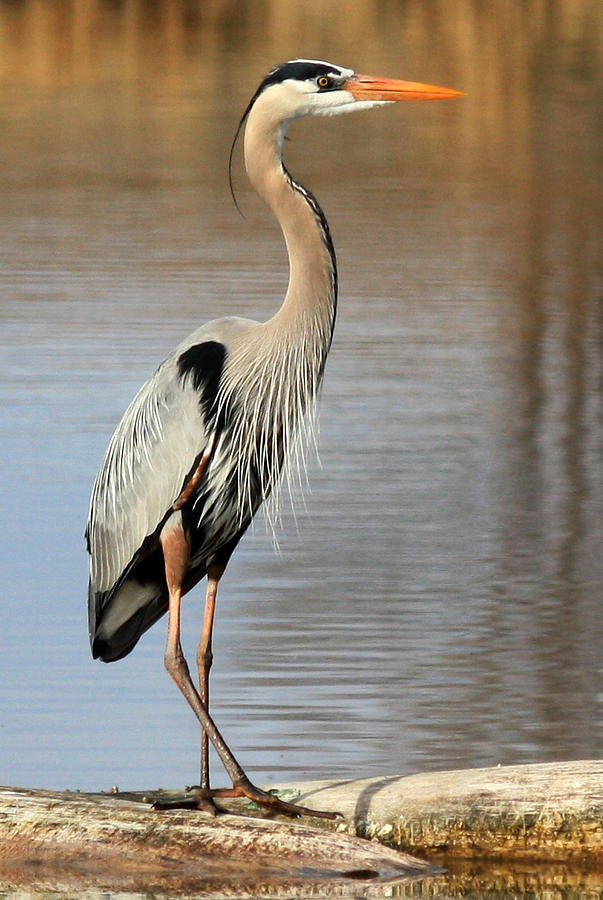 Great Blue Heron Photograph by Shane Bechler