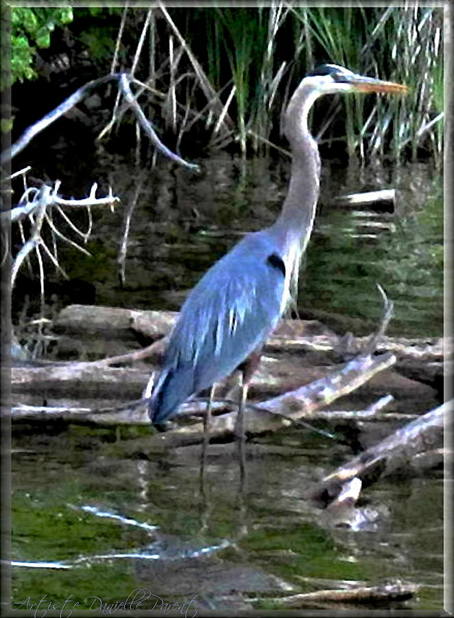 Great Blue Heron Photograph by Danielle Parent - Fine Art America