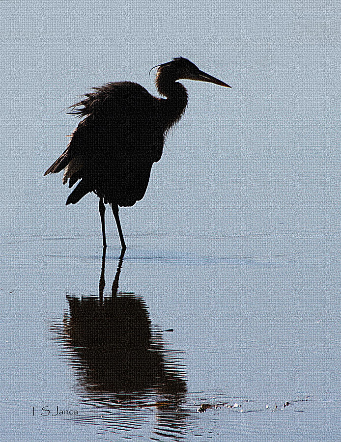 Great Blue Heron Dark Side Photograph by Tom Janca