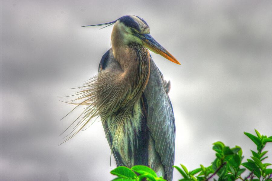 Great Blue Heron Photograph by Dennis Baswell