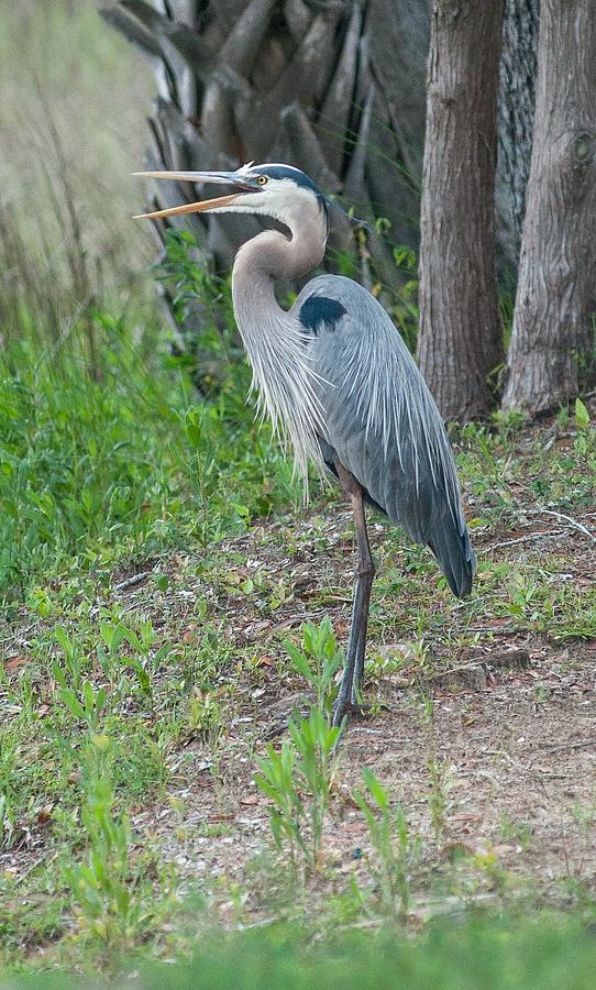 Great Blue Heron Photograph by Donnie Smith