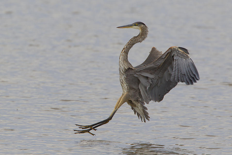 Great blue heron Photograph by Duane Angles - Fine Art America