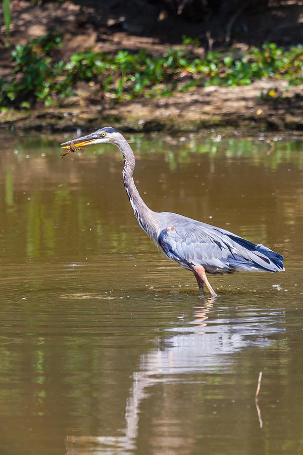 Great blue Heron eating a crawfish Photograph by Craig Lapsley - Fine ...