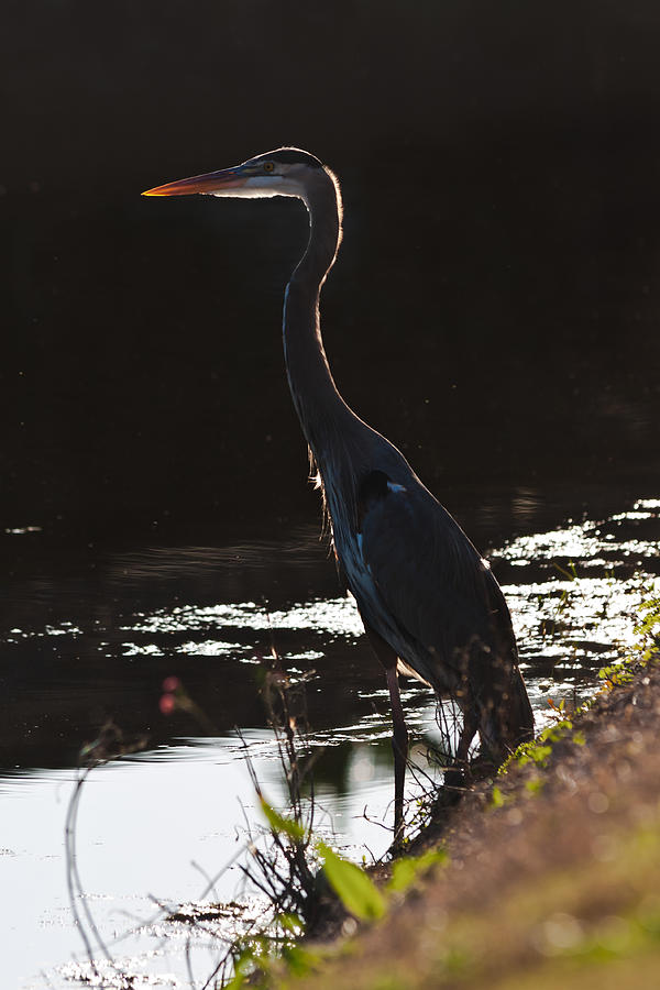 Great Blue Heron Photograph by Ed Gleichman