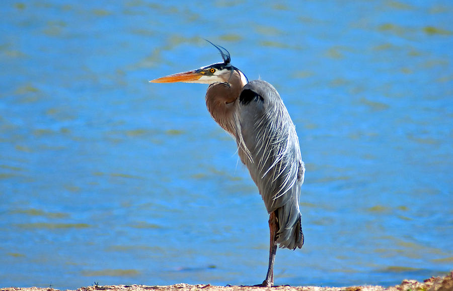 Great Blue Heron  Photograph by Eric Rundle