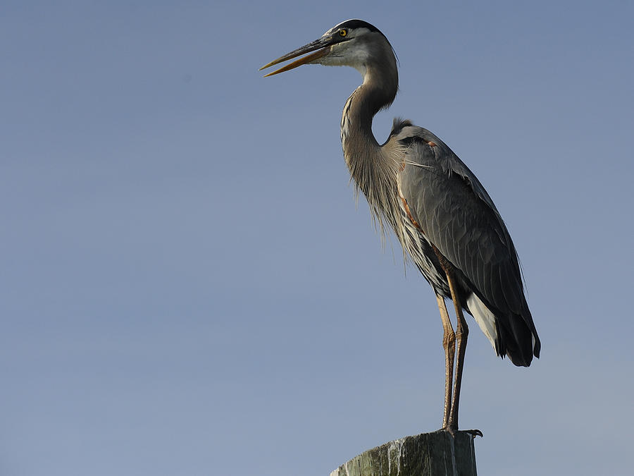 Great Blue Heron Photograph by Erin Morie - Fine Art America