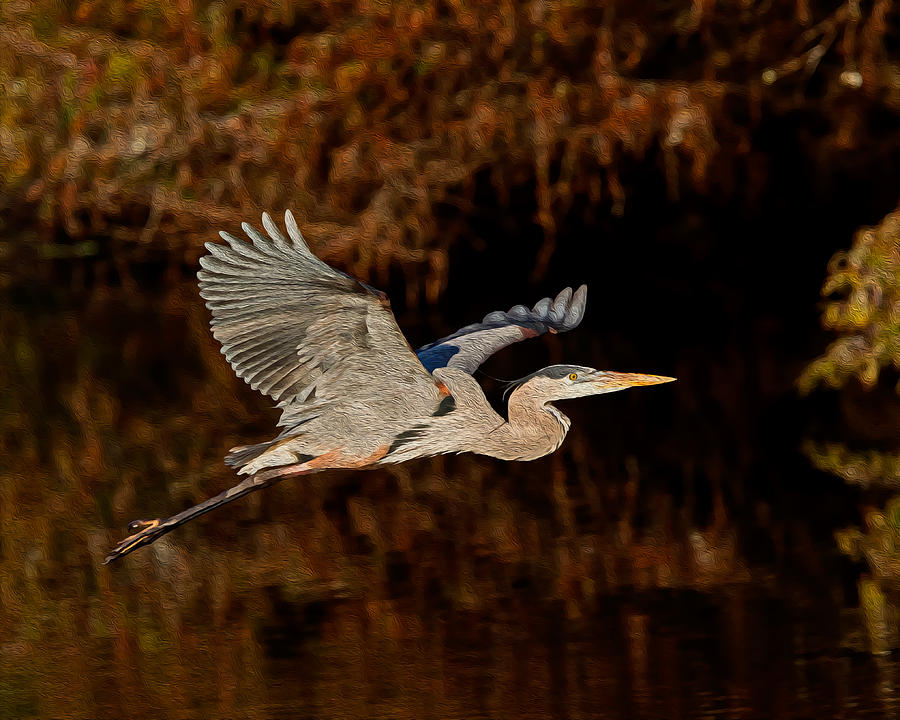 Great Blue Heron Everglades Digital Art by Michael Wolf - Fine Art America