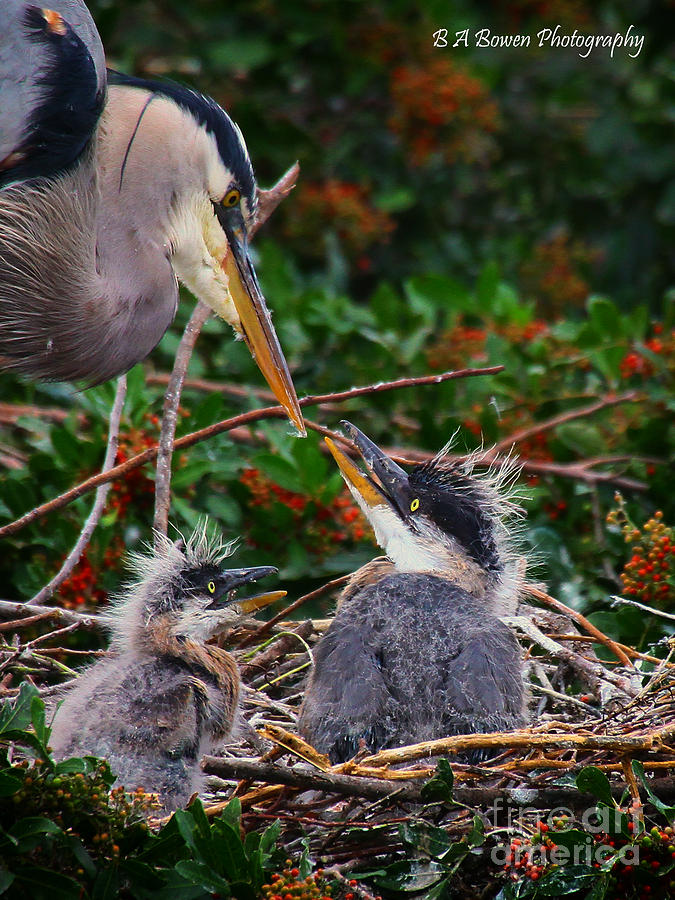 Great Blue Heron family Photograph by Barbara Bowen