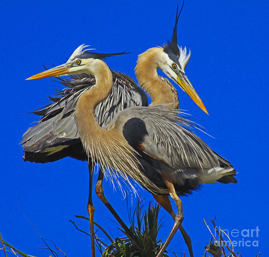 Great Blue Heron Family Photograph by Larry Nieland
