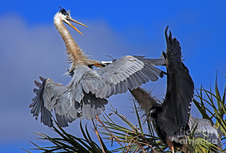Great Blue Heron fight  Photograph by Larry Nieland