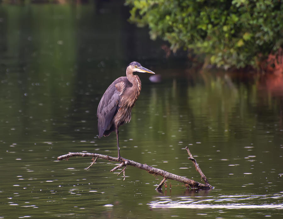 Great Blue Heron Fishing Photograph by Flees Photos