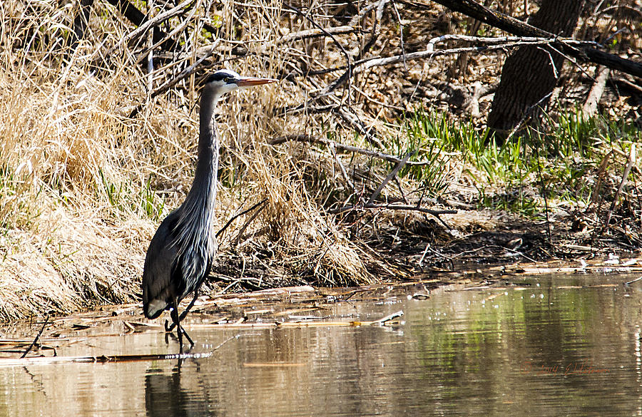 Great Blue Heron Fishing Photograph by Ed Peterson