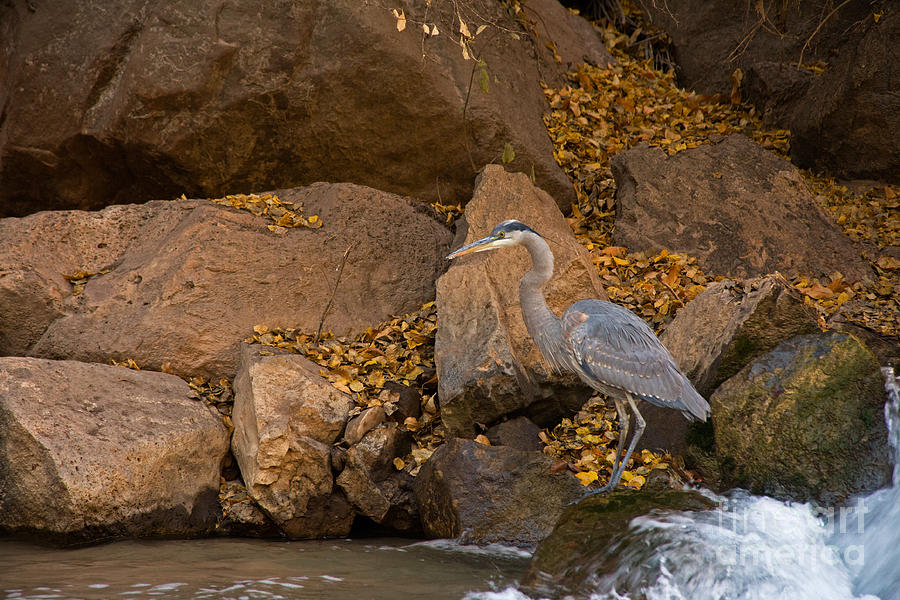 Great Blue Heron fishing in the Virgin River Photograph by Fred Stearns