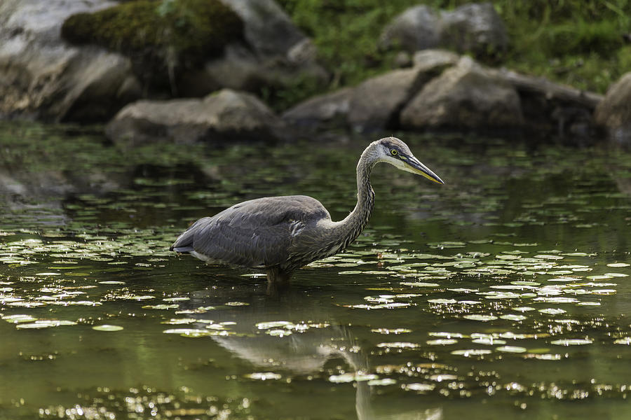 Great Blue Heron fishing Photograph by Josef Pittner