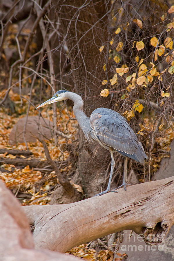 Great Blue Heron fishing on the Virgin River Photograph by Fred Stearns