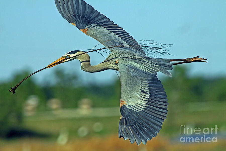 Great Blue Heron Flight 2 Photograph by Larry Nieland