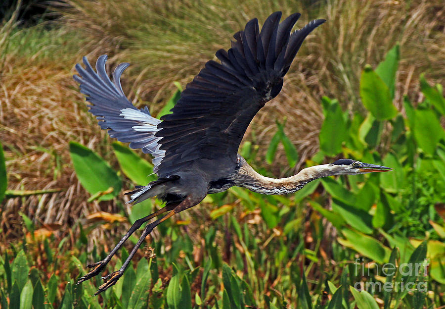 Great Blue Heron Flight Photograph by Larry Nieland