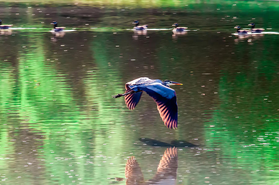 Great Blue Heron flying abstract motion Photograph by Alex Grichenko