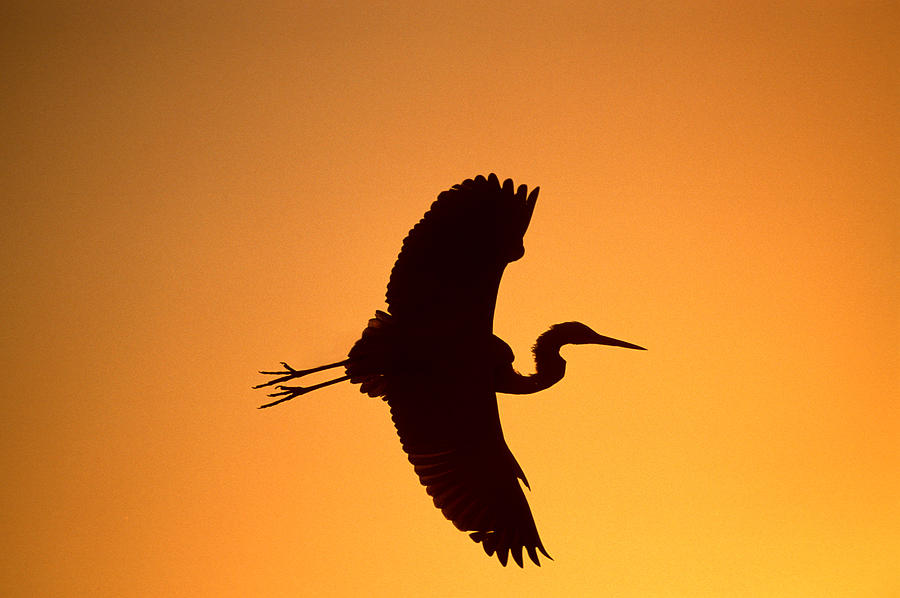 Great Blue Heron Flying At Sunset Photograph by Tom Vezo