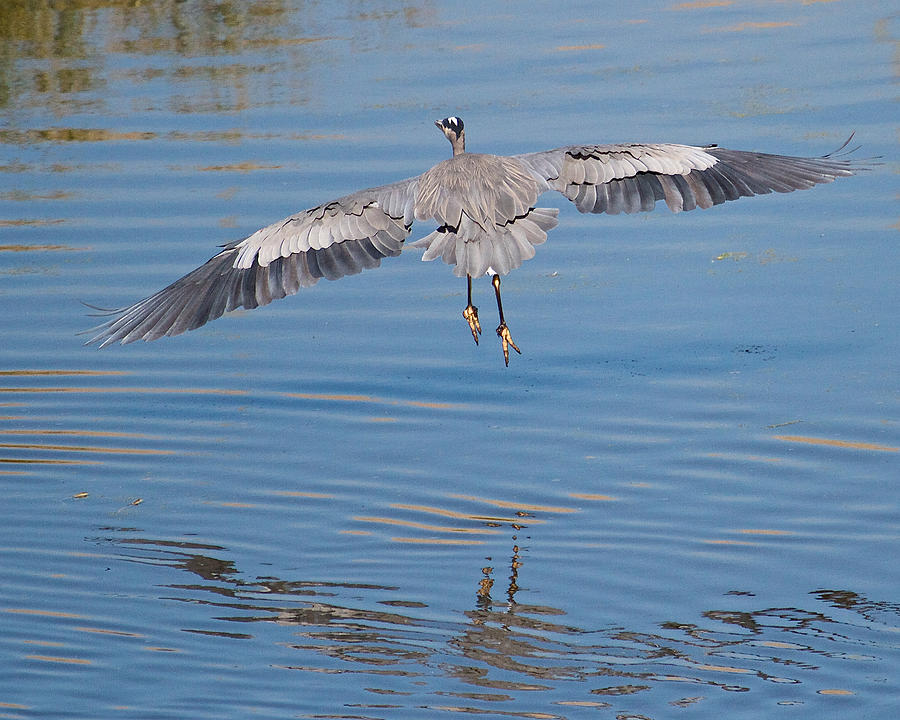 Great Blue Heron Flying Away by Steve Kaye Great Blue Heron Flying Away by Steve Kaye