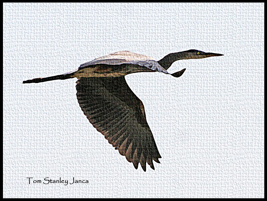 Great Blue Heron Flying Photograph by Tom Janca