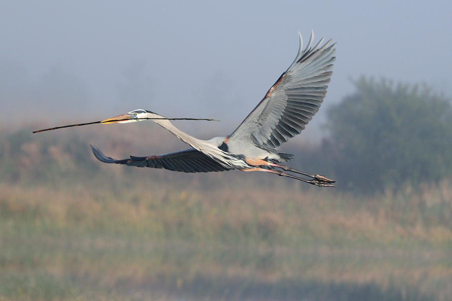 Great Blue Heron flying with stick Photograph by Bradford Martin
