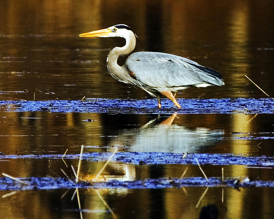 Great Blue Heron Photograph by Frank Winters